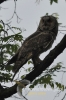 Filename=036_fotowilga~20.JPG
Filesize=82KB
Dimensions=320x480
Date added=Jan 07, 2016 036_fotowilga~20.JPG