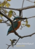 Filename=036_fotowilga~22.JPG
Filesize=69KB
Dimensions=343x480
Date added=Feb 25, 2016 036_fotowilga~22.JPG
