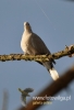 Filename=036_fotowilga~25.JPG
Filesize=61KB
Dimensions=328x480
Date added=Apr 20, 2016 036_fotowilga~25.JPG