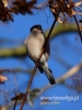 Filename=036_fotowilga~31.JPG
Filesize=56KB
Dimensions=360x480
Date added=Dec 05, 2016 036_fotowilga~31.JPG