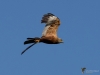 Filename=036_fotowilga~42.JPG
Filesize=185KB
Dimensions=700x525
Date added=Jul 29, 2017 036_fotowilga~42.JPG