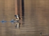 Filename=036_fotowilga~55.JPG
Filesize=255KB
Dimensions=700x525
Date added=Feb 10, 2019 036_fotowilga~55.JPG