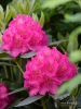 Filename=036_fotowilga~56.JPG
Filesize=272KB
Dimensions=525x700
Date added=Mar 26, 2019 036_fotowilga~56.JPG
