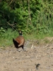 Filename=036_fotowilga~59.JPG
Filesize=365KB
Dimensions=525x700
Date added=Jun 13, 2019 036_fotowilga~59.JPG