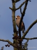 Filename=036_fotowilga~64.JPG
Filesize=226KB
Dimensions=525x700
Date added=Dec 16, 2019 036_fotowilga~64.JPG