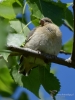 Filename=0370_fotowilga~22.JPG
Filesize=234KB
Dimensions=525x700
Date added=Jun 12, 2017 0370_fotowilga~22.JPG