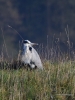 Filename=0375_fotowilga.JPG
Filesize=332KB
Dimensions=525x700
Date added=Nov 17, 2019 0375_fotowilga.JPG
