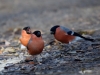 Filename=0375_fotowilga~27.JPG
Filesize=263KB
Dimensions=700x525
Date added=Aug 19, 2018 0375_fotowilga~27.JPG