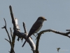 Filename=0375_fotowilga~32.JPG
Filesize=214KB
Dimensions=700x525
Date added=Dec 23, 2019 0375_fotowilga~32.JPG