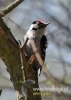 Filename=0377_fotowilga~14.JPG
Filesize=74KB
Dimensions=343x480
Date added=Mar 02, 2016 0377_fotowilga~14.JPG