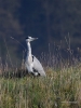 Filename=0377_fotowilga~32.JPG
Filesize=323KB
Dimensions=525x700
Date added=Nov 18, 2019 0377_fotowilga~32.JPG