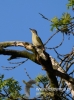 Filename=037_fotowilga~30.JPG
Filesize=69KB
Dimensions=356x480
Date added=May 11, 2016 037_fotowilga~30.JPG