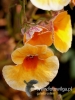 Filename=037_fotowilga~37.JPG
Filesize=74KB
Dimensions=360x480
Date added=Feb 18, 2017 037_fotowilga~37.JPG