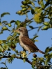 Filename=037_fotowilga~46.JPG
Filesize=273KB
Dimensions=525x700
Date added=Aug 08, 2017 037_fotowilga~46.JPG