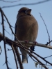 Filename=037_fotowilga~56.JPG
Filesize=223KB
Dimensions=525x700
Date added=Feb 23, 2018 037_fotowilga~56.JPG