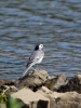 Filename=037_fotowilga~61.JPG
Filesize=290KB
Dimensions=525x700
Date added=Jun 07, 2018 037_fotowilga~61.JPG