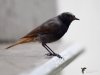 Filename=037_fotowilga~62.JPG
Filesize=181KB
Dimensions=700x525
Date added=Aug 05, 2018 037_fotowilga~62.JPG
