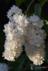 Filename=037_fotowilga~67.JPG
Filesize=209KB
Dimensions=478x700
Date added=Jan 04, 2019 037_fotowilga~67.JPG