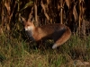 Filename=037_fotowilga~70.JPG
Filesize=357KB
Dimensions=700x525
Date added=Jan 13, 2019 037_fotowilga~70.JPG