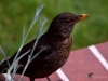 Filename=037_fotowilga~75.JPG
Filesize=223KB
Dimensions=700x525
Date added=Apr 28, 2019 037_fotowilga~75.JPG