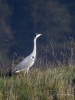 Filename=0380_fotowilga.JPG
Filesize=323KB
Dimensions=525x700
Date added=Nov 17, 2019 0380_fotowilga.JPG