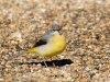 Filename=0380_fotowilga~27.JPG
Filesize=362KB
Dimensions=700x525
Date added=Aug 07, 2018 0380_fotowilga~27.JPG