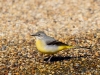 Filename=0381_fotowilga~28.JPG
Filesize=353KB
Dimensions=700x525
Date added=Aug 07, 2018 0381_fotowilga~28.JPG