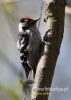 Filename=0382_fotowilga~16.JPG
Filesize=73KB
Dimensions=343x480
Date added=Feb 23, 2016 0382_fotowilga~16.JPG