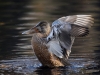 Filename=0386_fotowilga~25.JPG
Filesize=307KB
Dimensions=700x525
Date added=Nov 11, 2018 0386_fotowilga~25.JPG