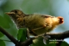 Filename=0388_fotowilga~6.JPG
Filesize=85KB
Dimensions=640x427
Date added=Jun 13, 2015 0388_fotowilga~6.JPG