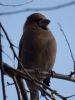 Filename=038_fotowilga~46.JPG
Filesize=215KB
Dimensions=525x700
Date added=Feb 18, 2018 038_fotowilga~46.JPG