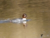 Filename=038_fotowilga~48.JPG
Filesize=233KB
Dimensions=700x525
Date added=Apr 23, 2018 038_fotowilga~48.JPG