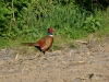 Filename=038_fotowilga~50.JPG
Filesize=391KB
Dimensions=700x525
Date added=May 12, 2018 038_fotowilga~50.JPG