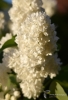 Filename=038_fotowilga~53.JPG
Filesize=195KB
Dimensions=478x700
Date added=Jan 04, 2019 038_fotowilga~53.JPG