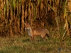 Filename=038_fotowilga~58.JPG
Filesize=368KB
Dimensions=700x525
Date added=Apr 10, 2019 038_fotowilga~58.JPG