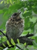 Filename=0392_fotowilga~23.JPG
Filesize=322KB
Dimensions=525x700
Date added=Mar 17, 2019 0392_fotowilga~23.JPG