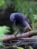 Filename=0394_fotowilga~20.JPG
Filesize=293KB
Dimensions=525x700
Date added=Aug 23, 2017 0394_fotowilga~20.JPG