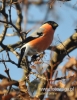 Filename=039_fotowilga~23.JPG
Filesize=90KB
Dimensions=373x480
Date added=Mar 05, 2016 039_fotowilga~23.JPG
