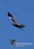 Filename=039_fotowilga~28.JPG
Filesize=36KB
Dimensions=343x480
Date added=May 29, 2016 039_fotowilga~28.JPG