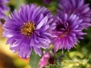 Filename=039_fotowilga~36.JPG
Filesize=113KB
Dimensions=640x480
Date added=Feb 18, 2017 039_fotowilga~36.JPG