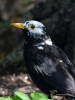 Filename=039_fotowilga~38.JPG
Filesize=234KB
Dimensions=525x700
Date added=Apr 30, 2018 039_fotowilga~38.JPG