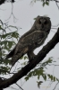 Filename=039_fotowilga~43.JPG
Filesize=229KB
Dimensions=466x700
Date added=Jun 08, 2017 039_fotowilga~43.JPG