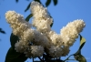 Filename=039_fotowilga~53.JPG
Filesize=231KB
Dimensions=700x479
Date added=Jan 04, 2019 039_fotowilga~53.JPG