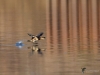Filename=039_fotowilga~55.JPG
Filesize=254KB
Dimensions=700x525
Date added=Feb 10, 2019 039_fotowilga~55.JPG
