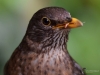 Filename=039_fotowilga~56.JPG
Filesize=246KB
Dimensions=700x525
Date added=Mar 30, 2019 039_fotowilga~56.JPG
