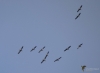 039_fotowilga~59.JPG