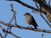 Filename=039_fotowilga~60.JPG
Filesize=240KB
Dimensions=700x525
Date added=Dec 02, 2019 039_fotowilga~60.JPG