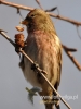 Filename=040_fotowilga~19.JPG
Filesize=74KB
Dimensions=360x480
Date added=Feb 09, 2016 040_fotowilga~19.JPG