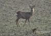 Filename=040_fotowilga~20.JPG
Filesize=150KB
Dimensions=640x457
Date added=Mar 03, 2016 040_fotowilga~20.JPG
