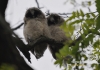 Filename=040_fotowilga~26.JPG
Filesize=104KB
Dimensions=640x452
Date added=Jul 15, 2016 040_fotowilga~26.JPG